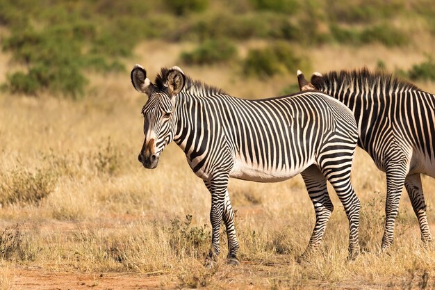 zebras on a safari with cross wild safaris