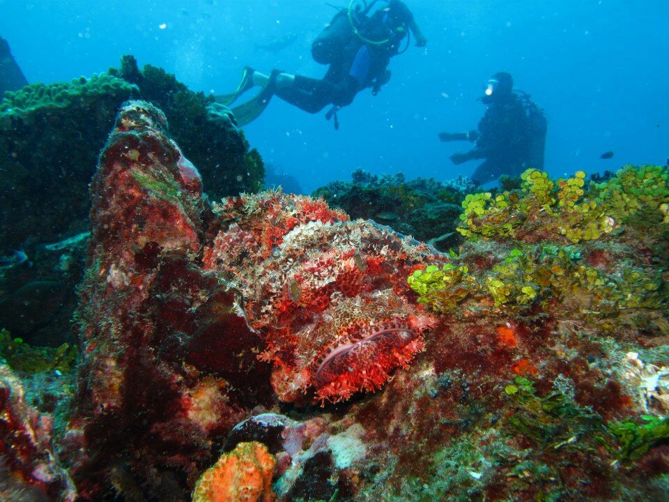 Snorkeler exploring vibrant coral reefs in Watamu Marine National Park, Kenya