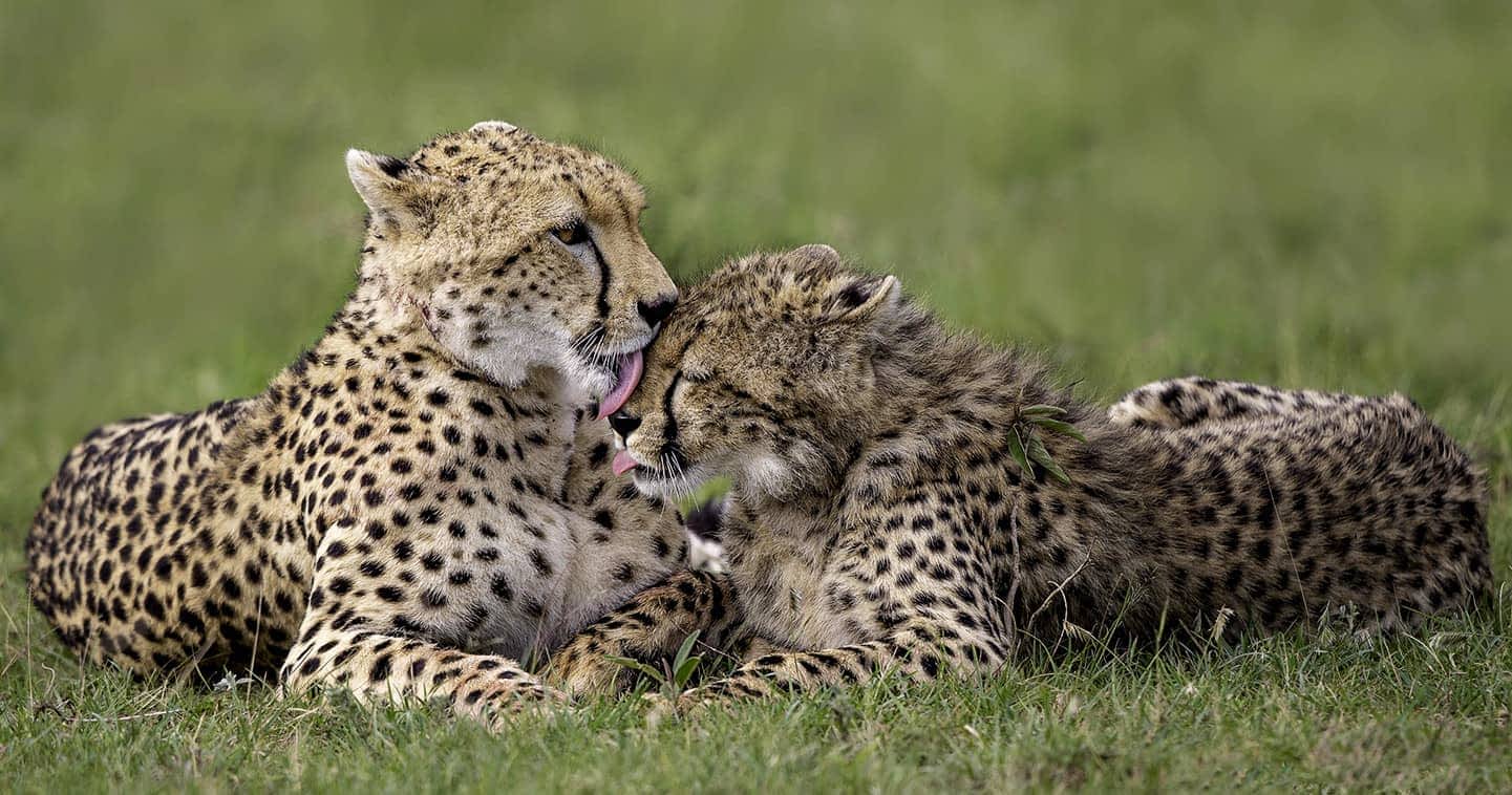 TASTE OF KENYA SAFARI WITH CROSS WILD SAFARIS AT MASAI MARA NATIONAL RESERVE IN KENYA