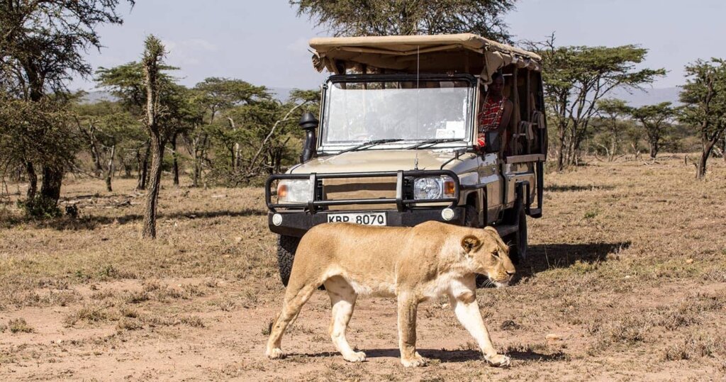 Safari vehicle driving through Olkinyei Conservancy at sunset