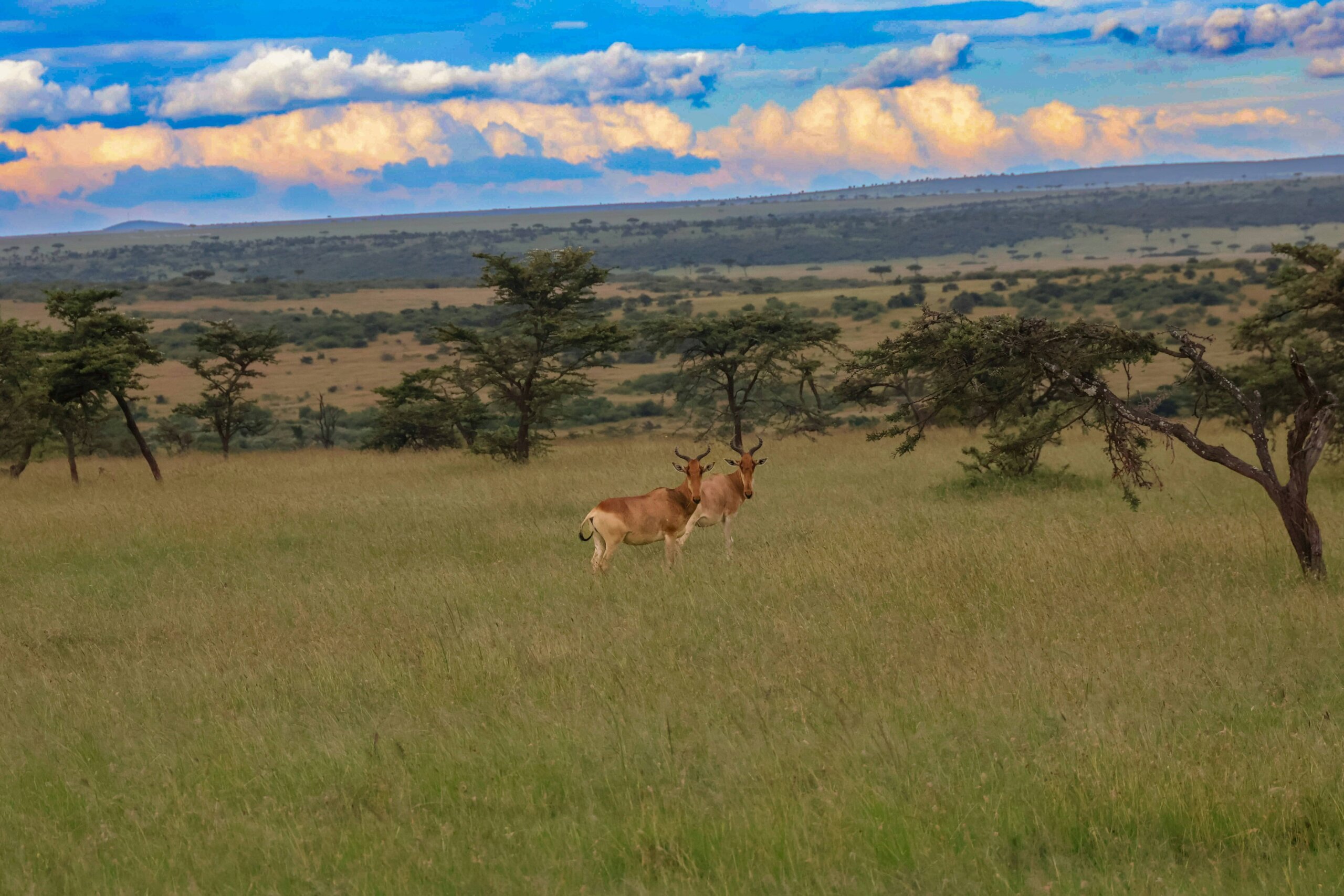Kenya safari cost masai mara kenya safari cost