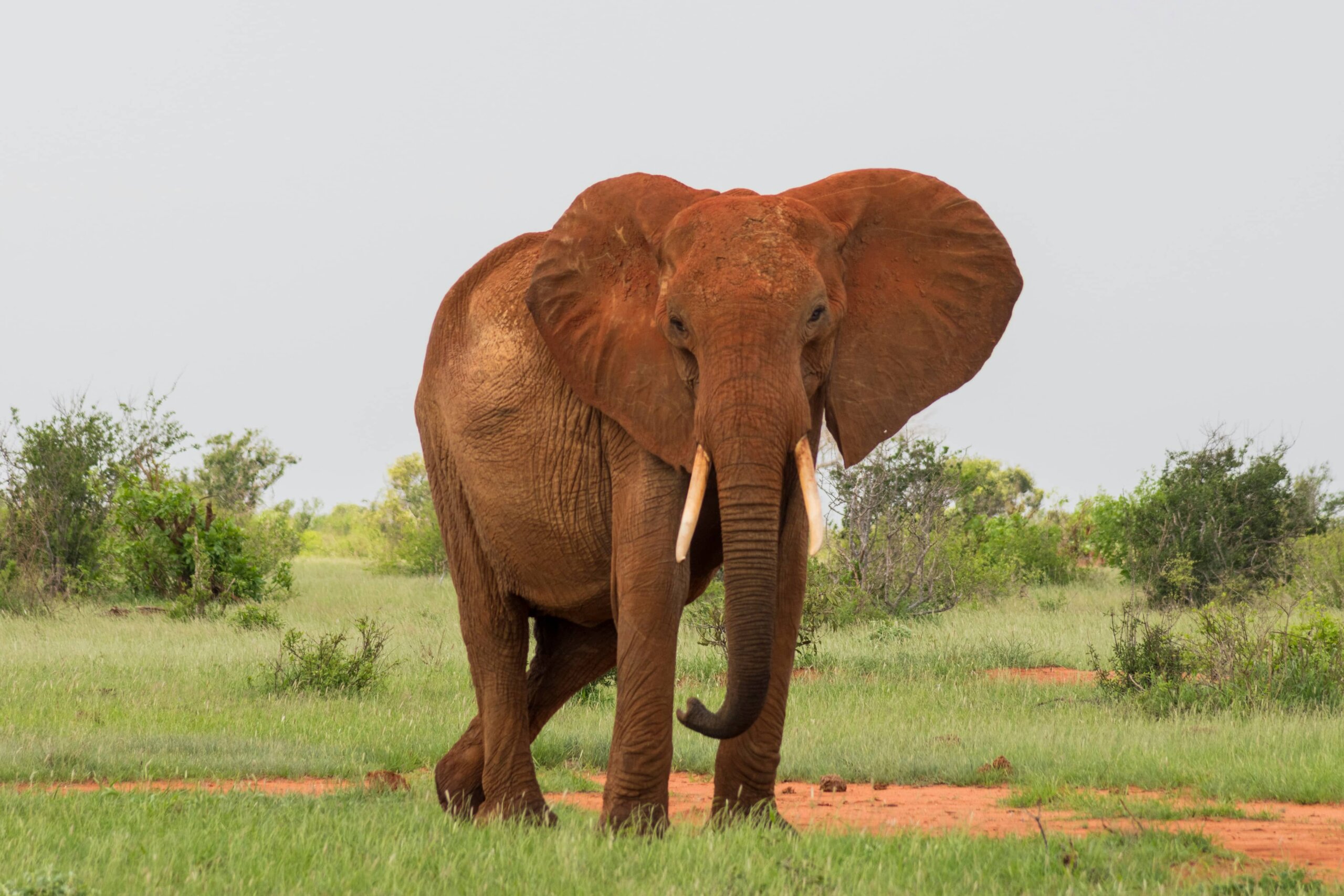 The red elephants of Tsavo, Kenya