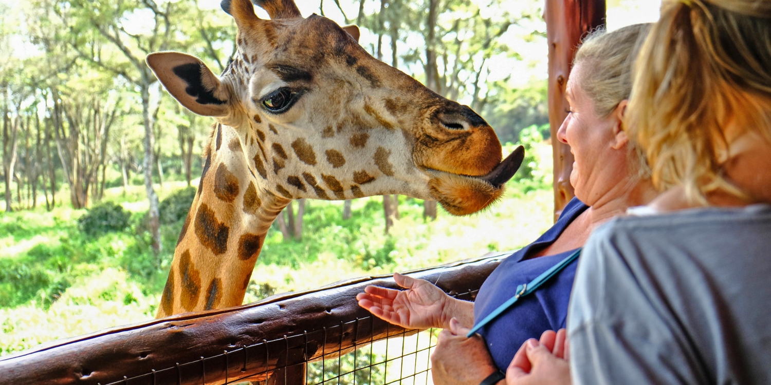 Nairobi giraffe center in Kenya with cross wild safaris
