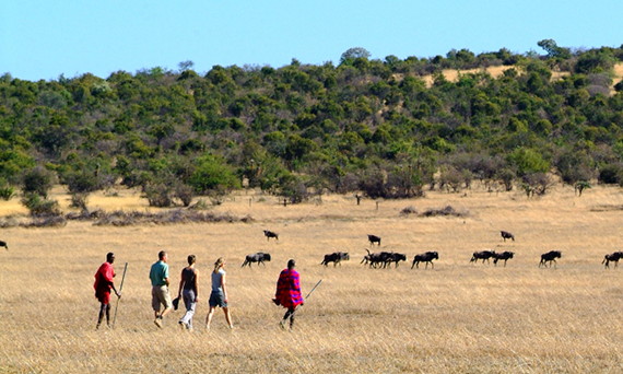 Walking safari group with Maasai guide in Olkinyei Conservancy