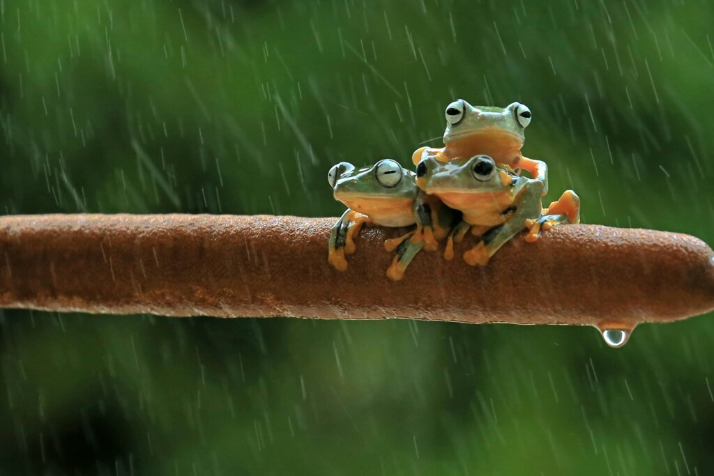 Colorful tree frog perched on a green leaf during the rainy season in Kenya.
