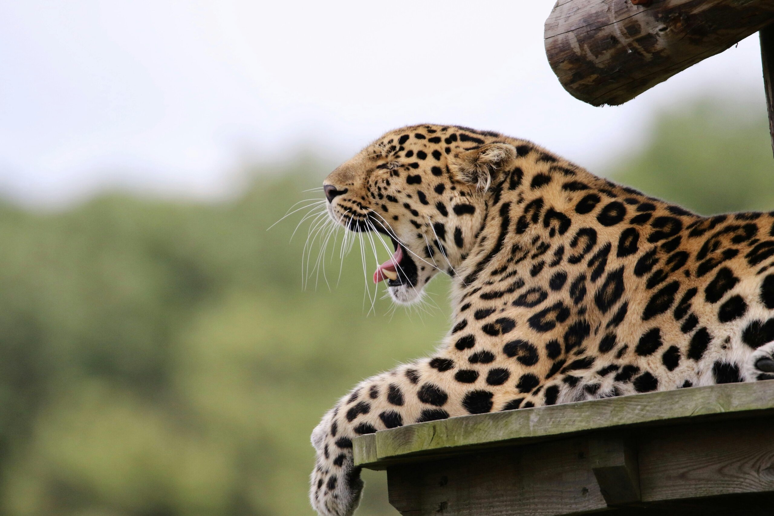 leopard one of the big five animals in Kenya with cross wild safaris 