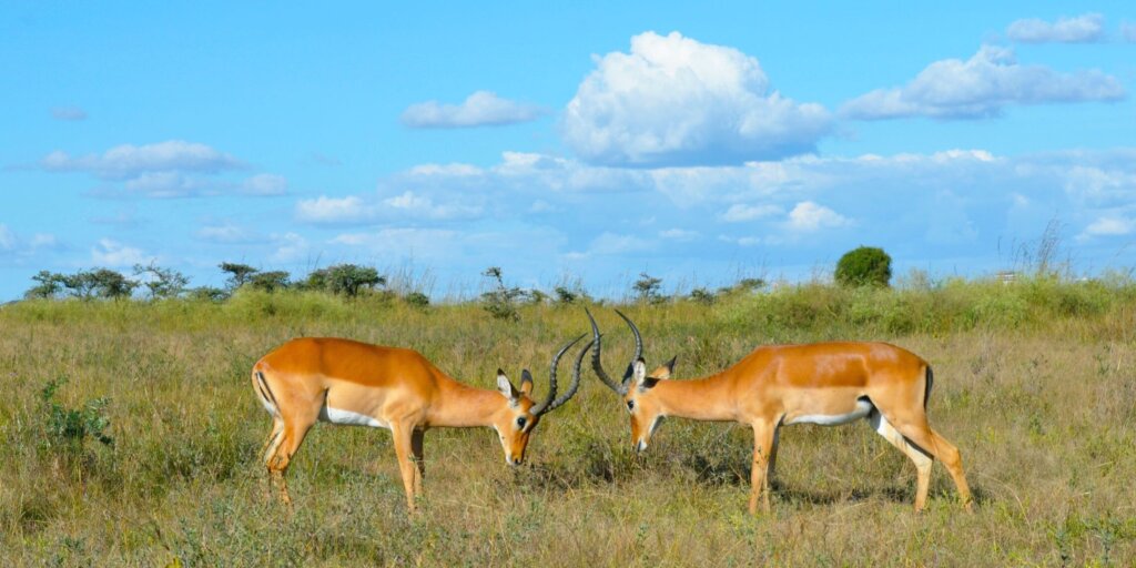 Impala grazing peacefully in Kisumu Impala Sanctuary