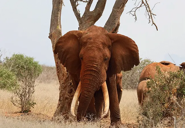 Tsavo’s Red Elephants with cross wild safaris