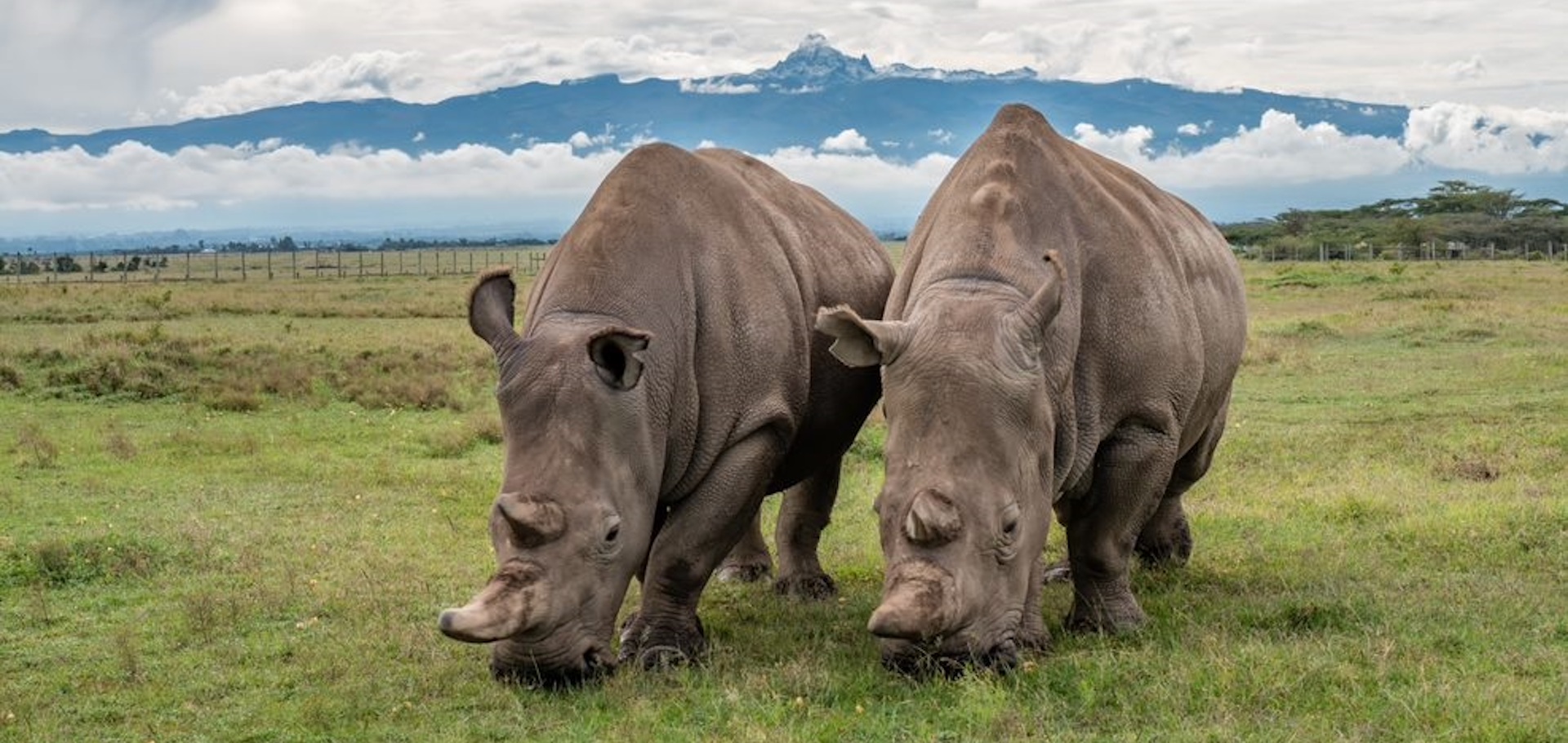 rhino one of big five animals in Kenya with cross wild safaris