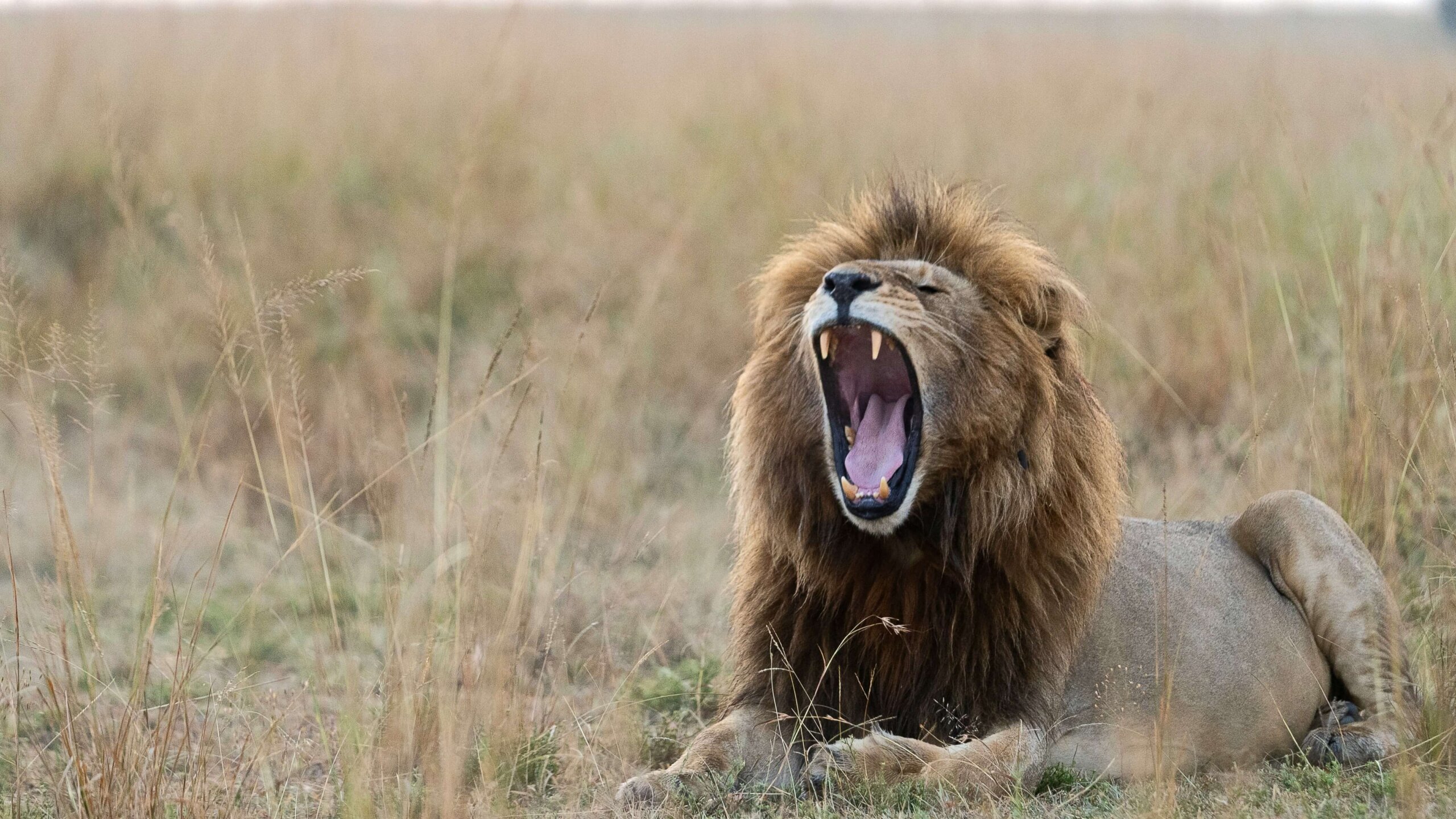 lion one of the big five animals in Kenya with cross wild safaris