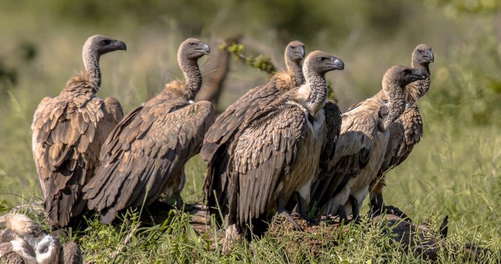 Birds in Serengeti National Park