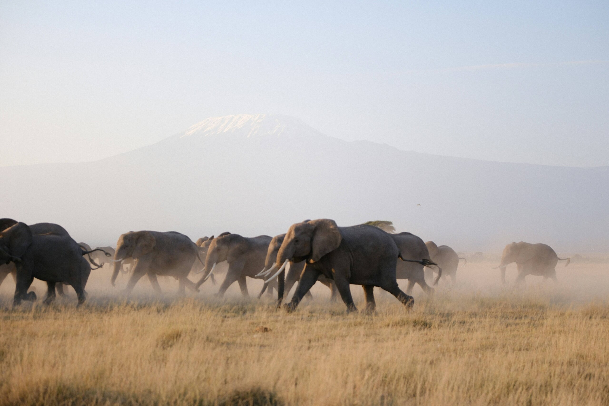 A herd of elephants against the backdrop of Mount Kilimanjaro on a Kenya safari cost