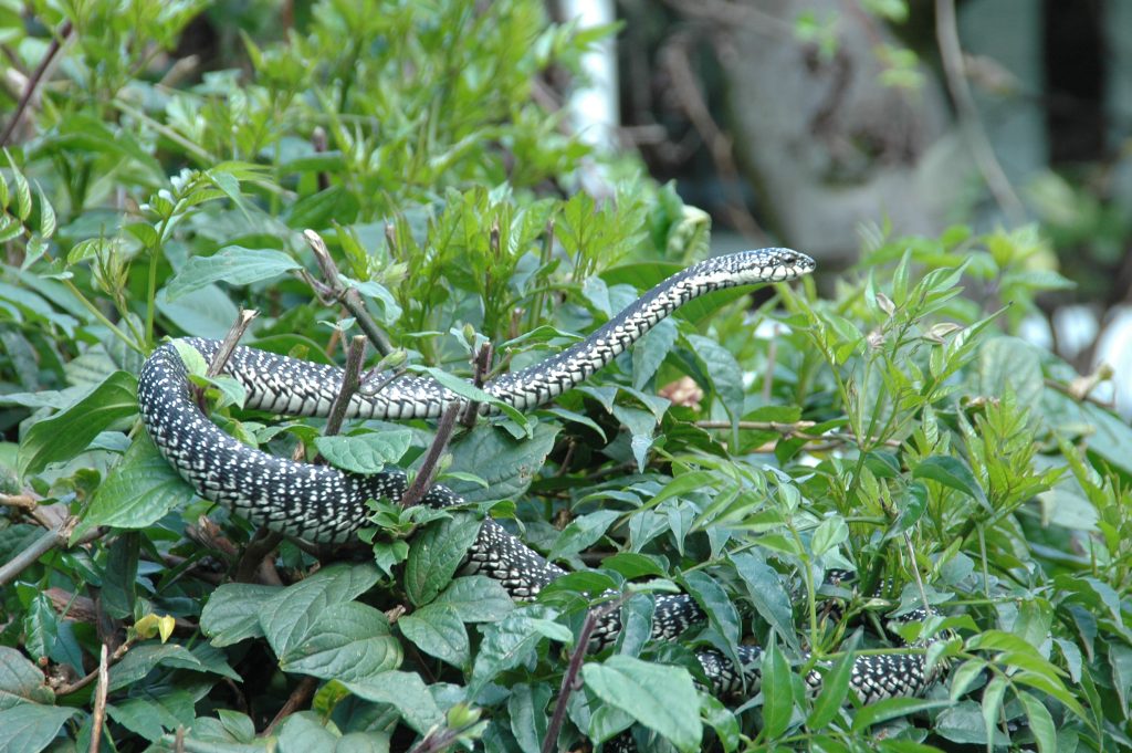 The Nairobi Snake Park