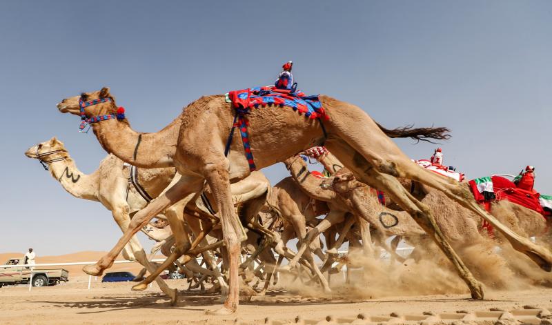 CAMEL DERBY WITH CROSS WILD SAFARIS