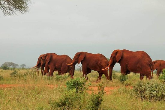 myths about the red elephants of Tsavo East National park