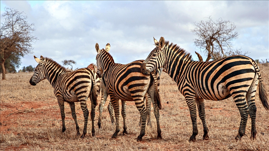 grevys zebra under proctection in northern kenya