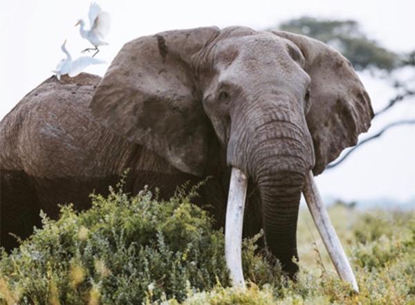Tim one of the iconic elephants of Amboseli