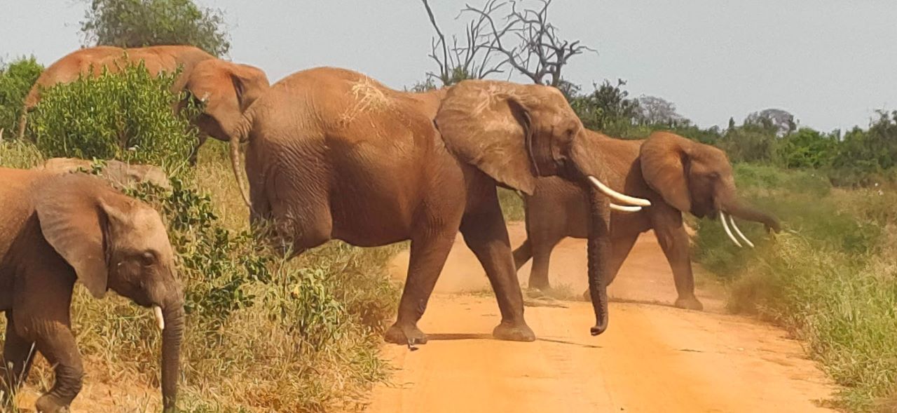 tsavo-east-national-park-kenya Elephants with cross wild safaris