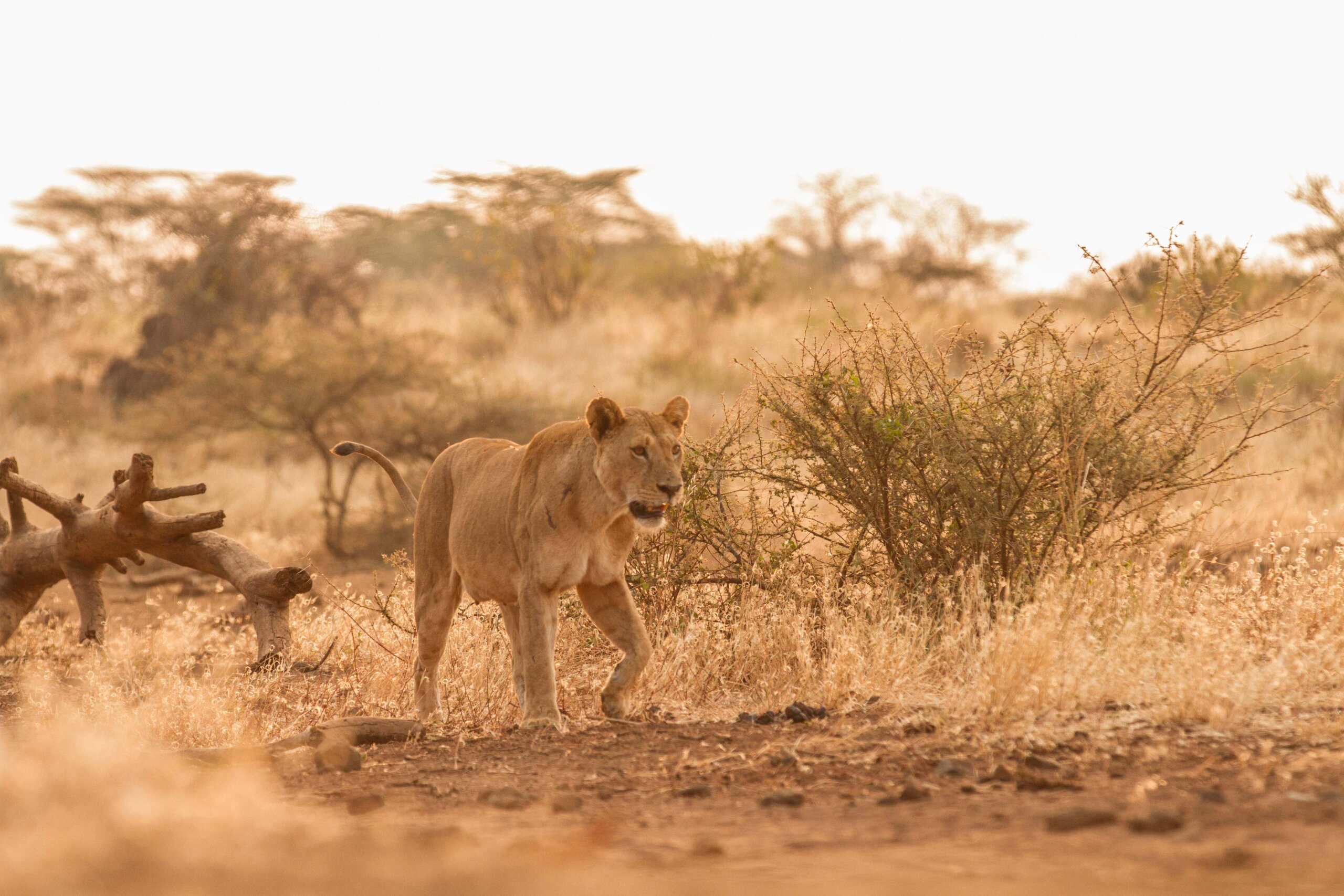lion roaming in tsavo east