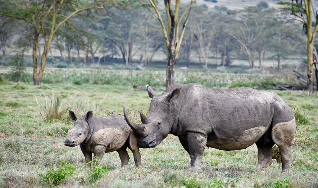 black and white rhinos of lake Nakuru