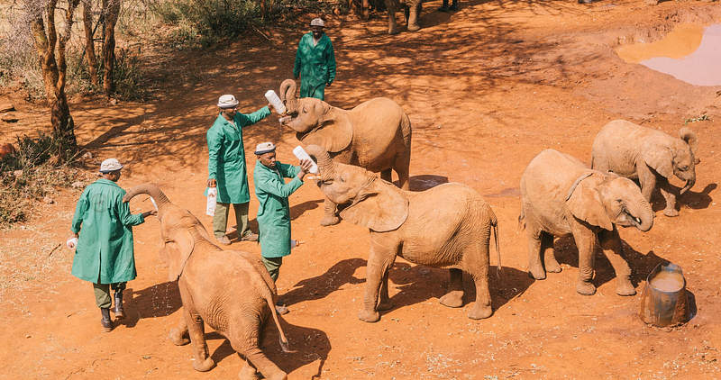 Visiting the Sheldrick Trust in Nairobi National Park Nursery
