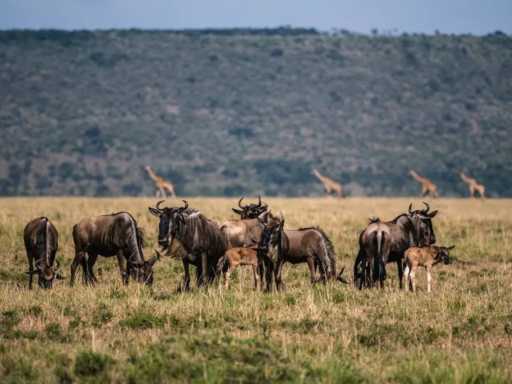 Wildebeest and zebra grazing on lush green plains of the Masai Mara after rainfall.