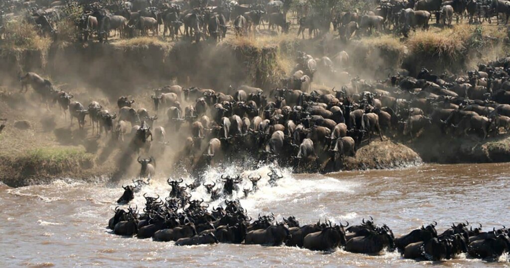 Herd of wildebeest migrating across Serengeti plains, Tanzania