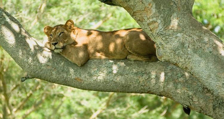 Lion resting under a tree in Murchison Falls National Park.