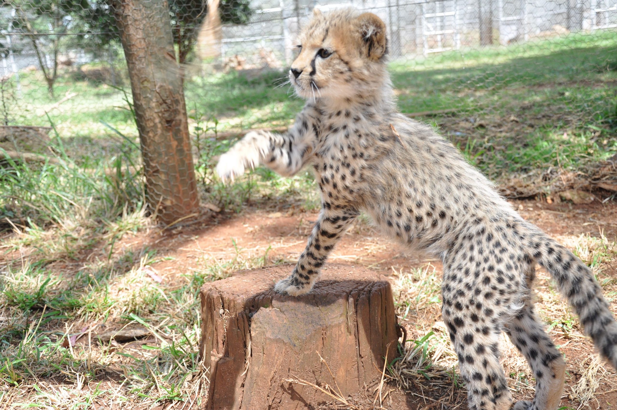cheetah cub resting at Nairobi Animal Orphanage in Nairobi National Park 