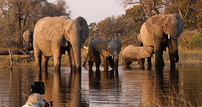 Elephants gathered at a waterhole in Marsabit National Park and Reserve Northern Kenya