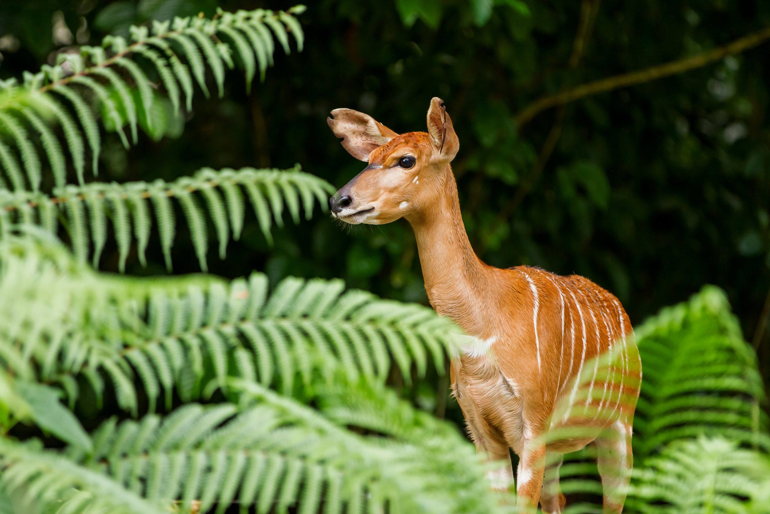 Rare Sitatunga antelope wading through papyrus reeds in Saiwa Swamp National Park
