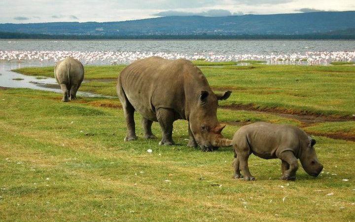activities in Lake Nakuru National Park with cross wild safaris