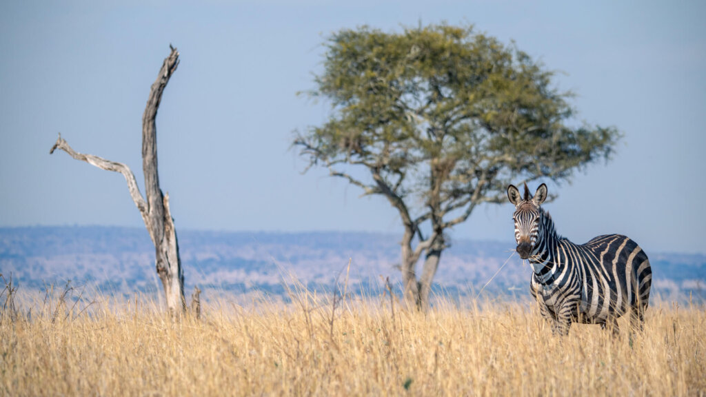 Giraffes and zebras grazing together in Tarangire National Park