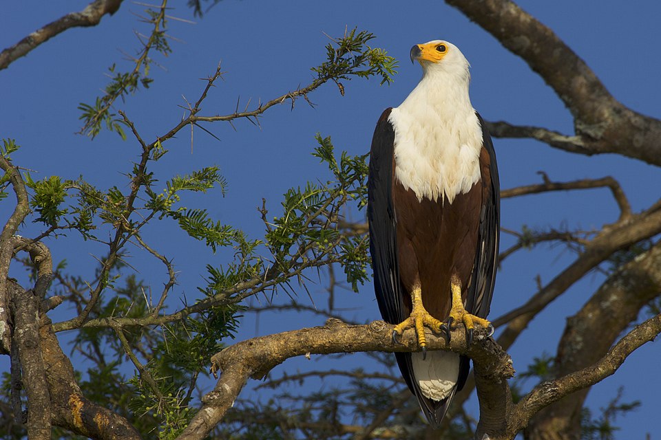 eagle in ruma national park