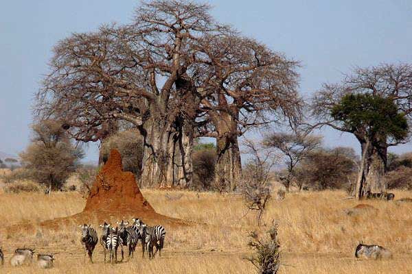 Giant baobab trees in Tarangire National Park