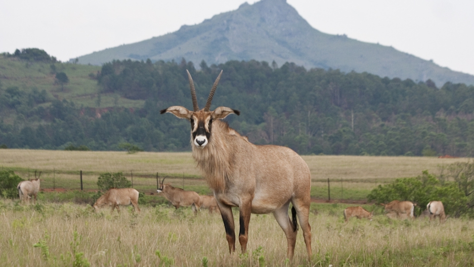 Ruma National Park with cross wild safaris