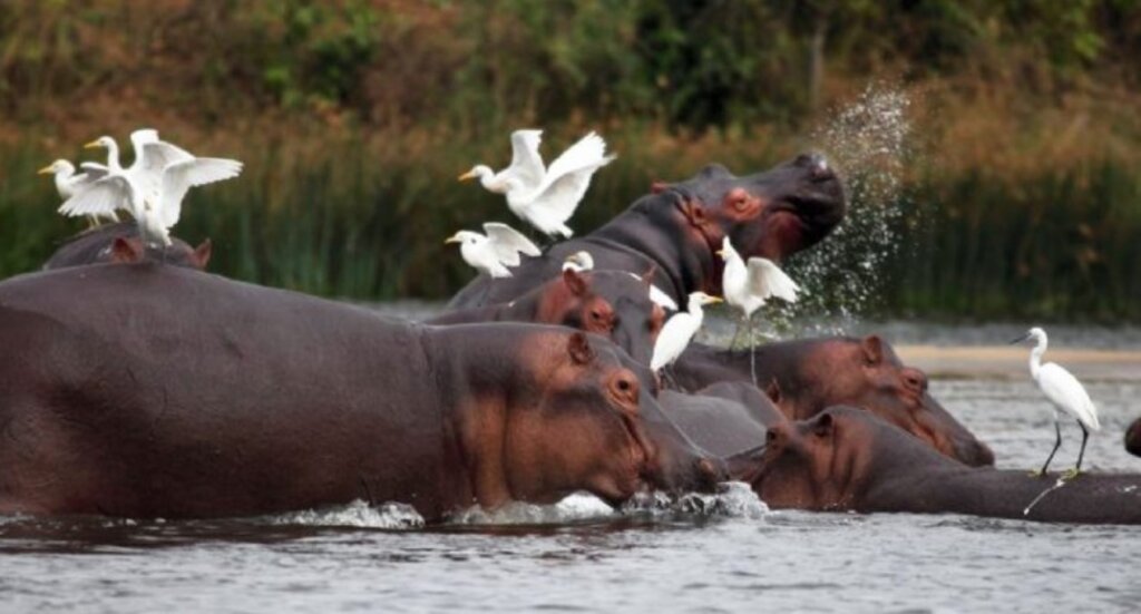 Hippos and birds along the Kazinga Channel, Queen Elizabeth National Park