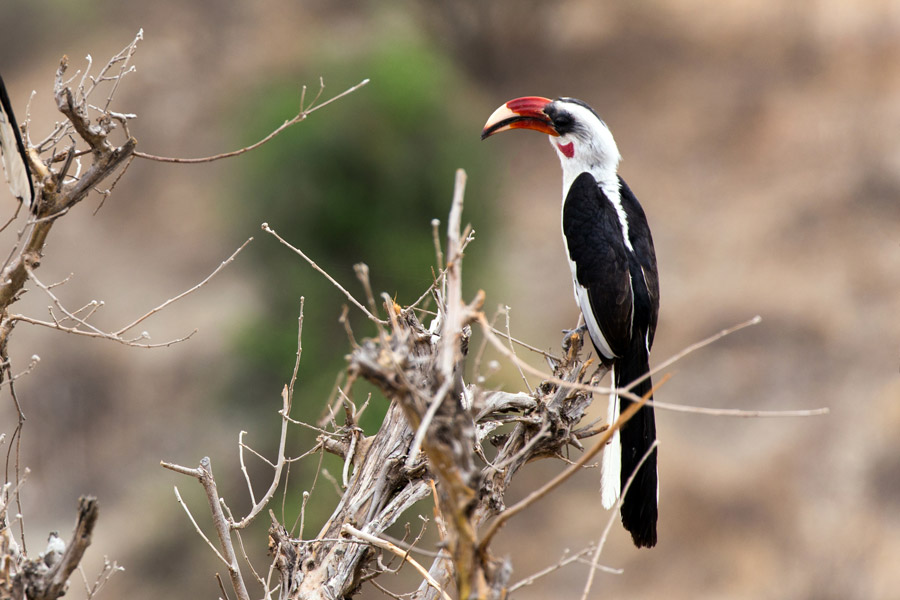 birds of Tarangire National Park