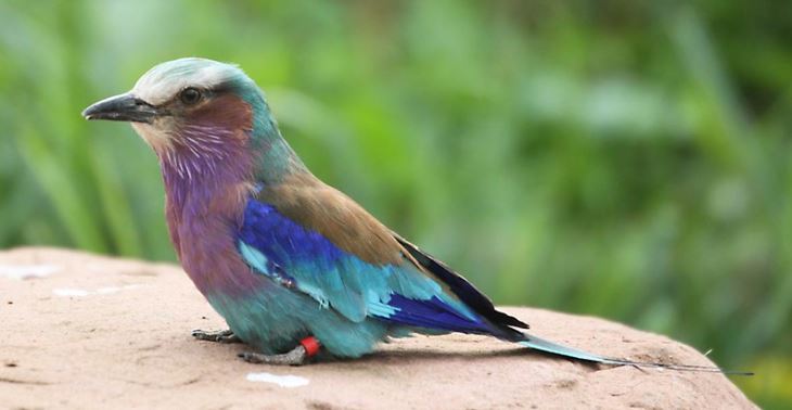 Colorful bird perched on a tree branch in South Island National Park, Kenya.