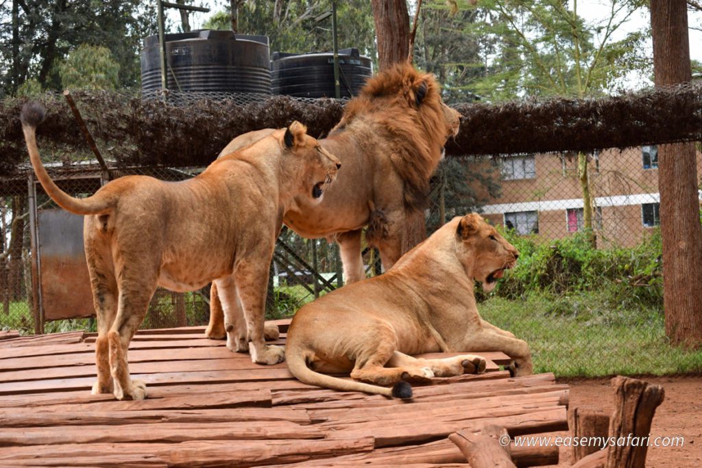 Nairobi animal orphanage with cross wild safaris