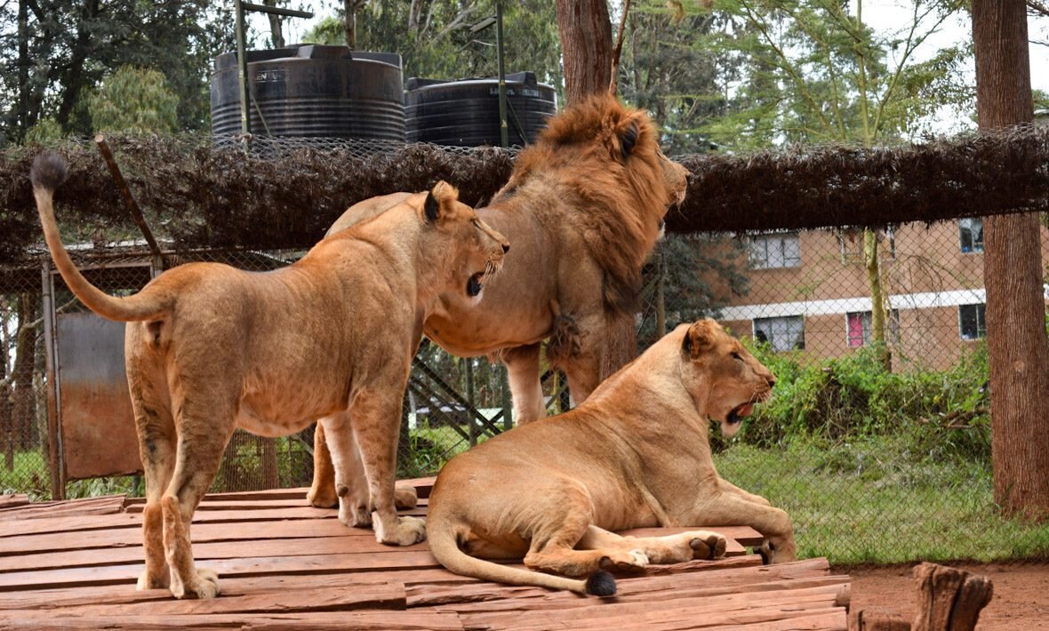 animals in Nairobi Safari Walk near Nairobi National Park.