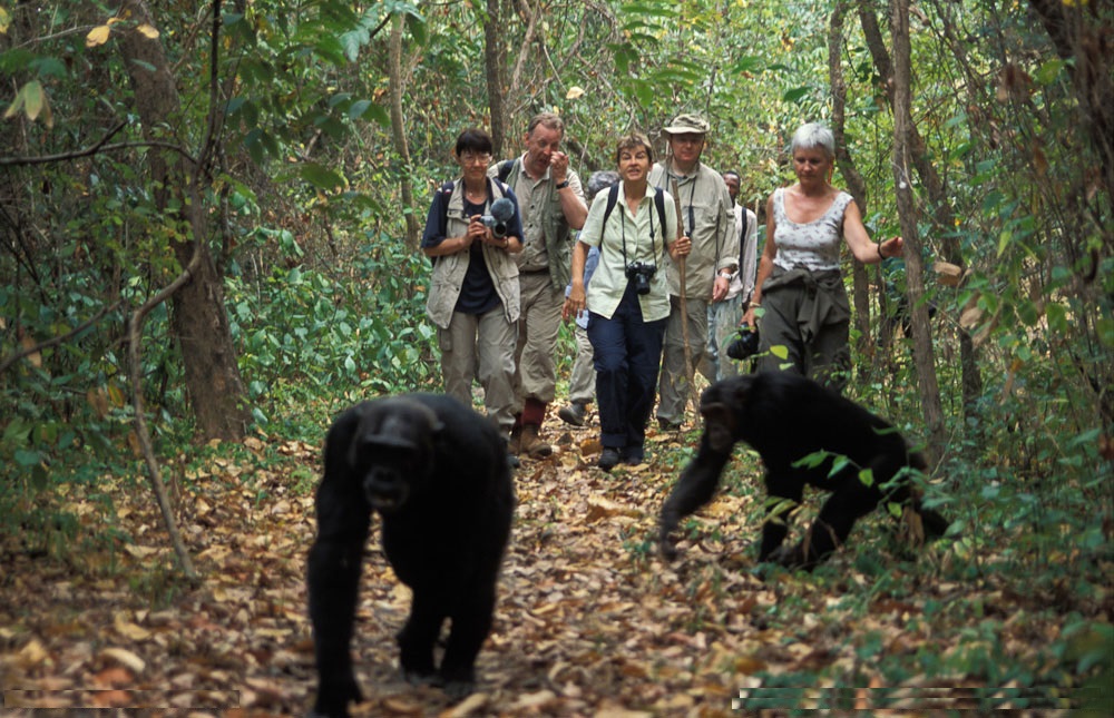 Tourists observing chimpanzees during a trek in Kibale Forest.