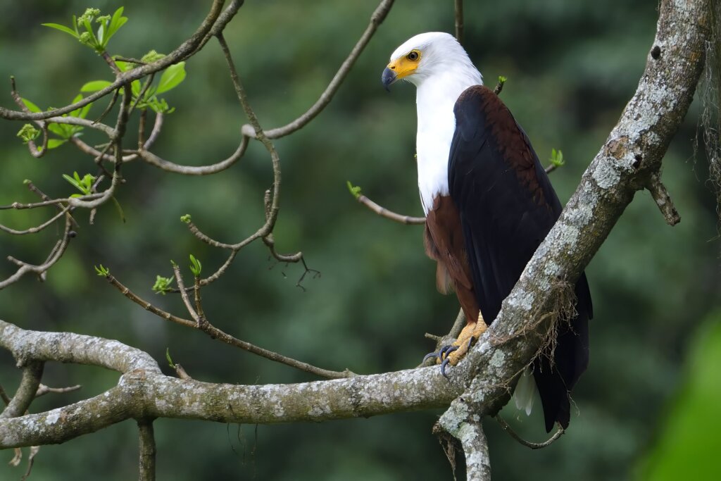African fish eagle perched on a branch along the Nile in Murchison Falls National Park