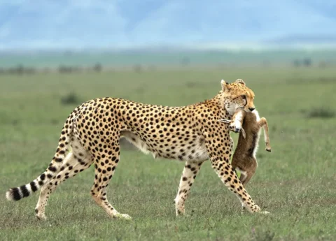 East africa safaris WITH CROSS WILD SAFARIS AT serengeti NATIONAL RESERVE in serengeti serena