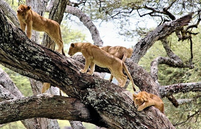 Tree-climbing lion on an acacia tree in Lake Manyara National Park