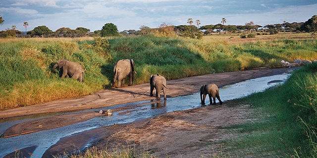 Herd of elephants grazing in the grasslands of Mwea National Reserve, Kenya