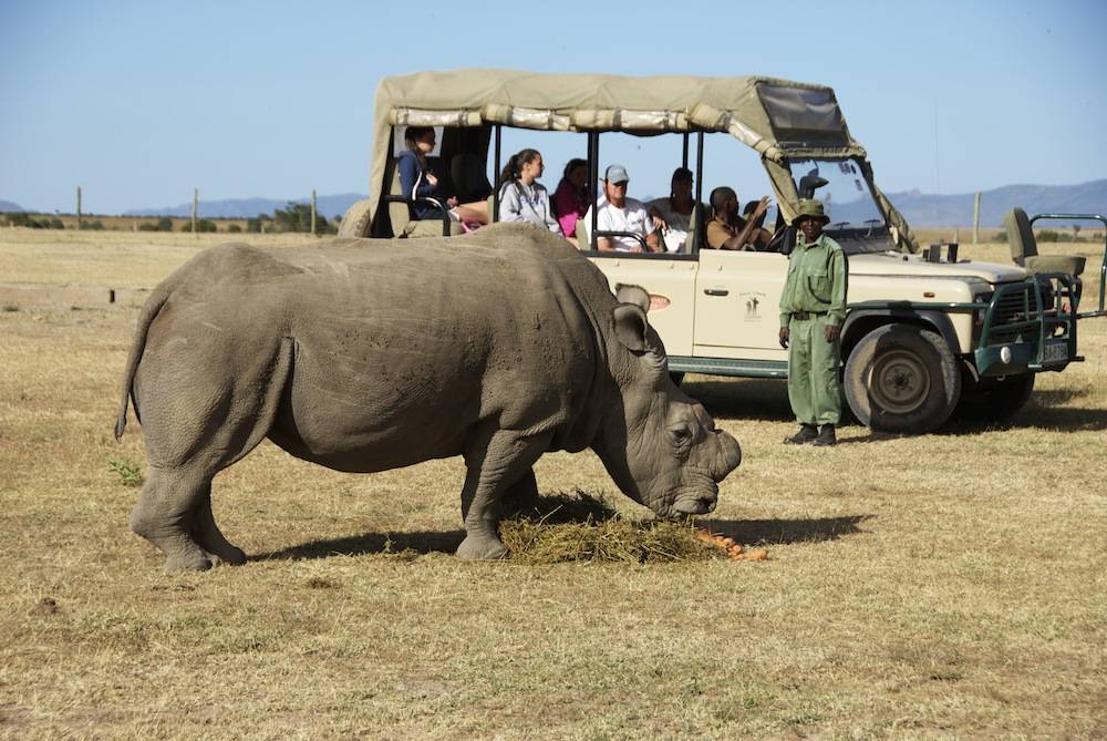 Ol Pejeta Conservancy In Kenya with cross wild safaris