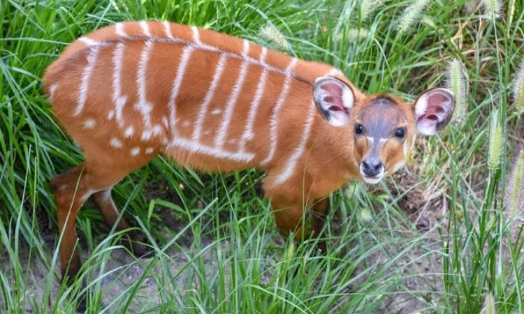 Saiwa swamp national park with cross wild safaris