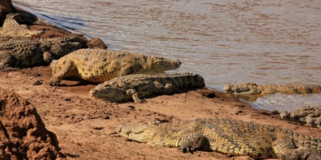 crocodiles in Sibiloi National Park.