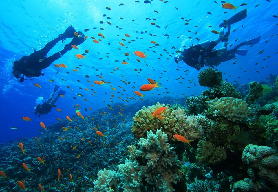 iver with waterproof camera capturing coral reef in Watamu Marine National Park